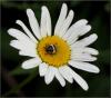 46155 – Photo : Florence MENCUCCI – France (06)