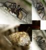 Tegenaria sp.