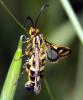 46377 – Photo : Vincent Derreumaux – France (84)