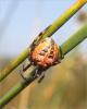 46989 – Photo : Gandrey Clementine – France (34)