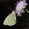 46275 – Photo : Alain Chappuis – France (74)
