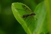 46260 – Photo : jean-claude bernard – France (29)