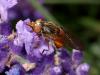 46849 – Photo : Bernard BOHER – France (09)