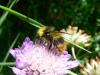 46136 – Photo : gauthier – France (38)