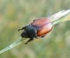 46138 – Photo : E. SERRES – France (83)