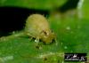 46486 – Photo : Jean Claude Lutrand – France (76)
