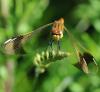 46049 – Photo : FATON Jean-Michel – France (26)