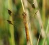 46069 – Photo : FATON Jean-Michel – France (26)