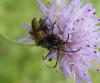 46143 – Photo : E. SERRES – France (83)