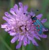 46116 – Photo : Dominique Bataille – France (30)