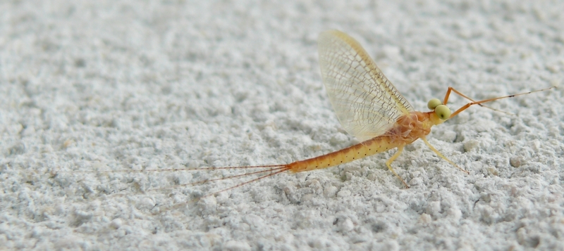 Picq Christophe - Potamanthus luteus - réf. 46500 (800 x 357 pixels, 212 ko)
