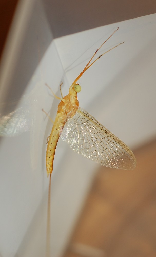 Faunedelaisne - Potamanthus luteus - réf. 46800 (608 x 1000 pixels, 62 ko)