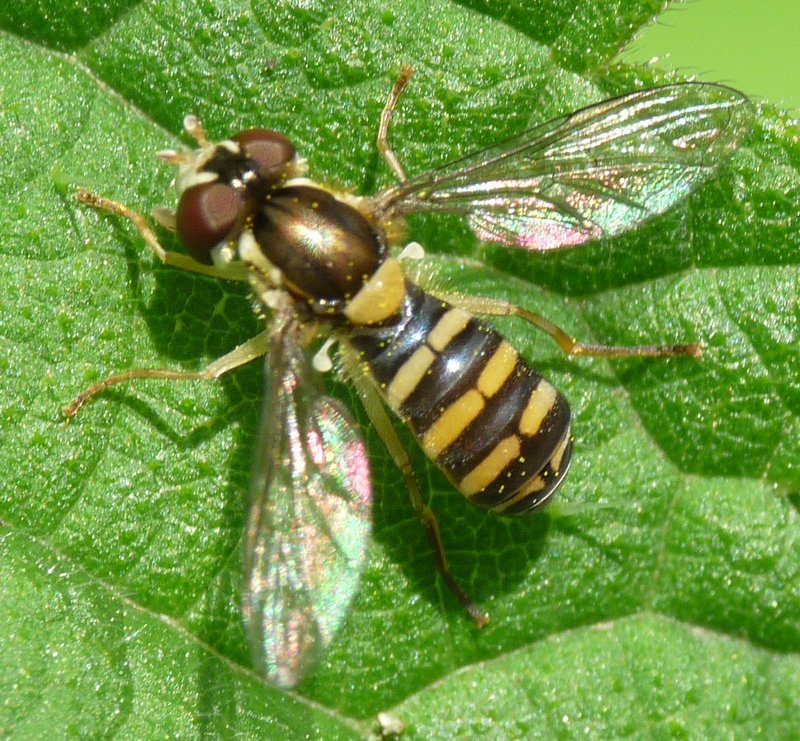 Jean Luc Kerveadou - Sphaerophoria sp. - réf. 46235 (800 x 741 pixels, 208 ko)