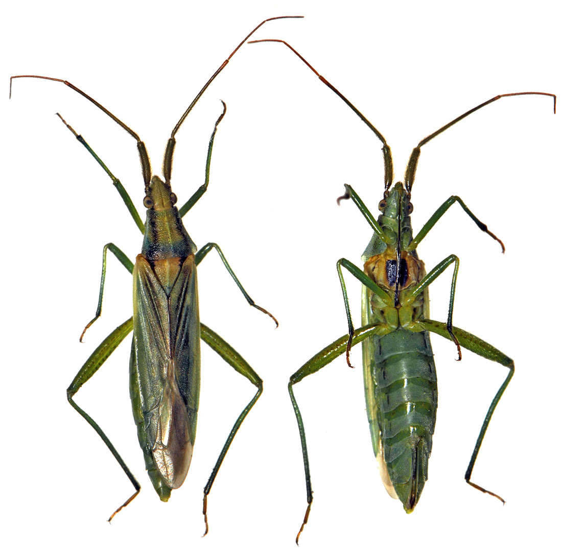 Réf. 46465 — INSECTA > Heteroptera > Miridae > Stenodema (Stenodema