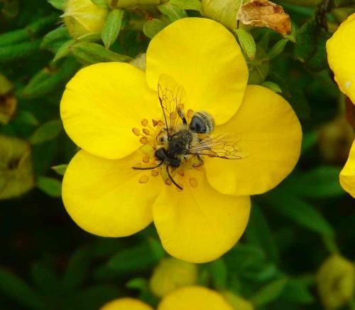 Andrena flavipes