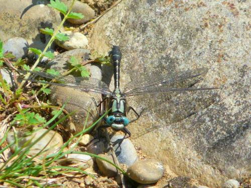 Gomphus vulgatissimus