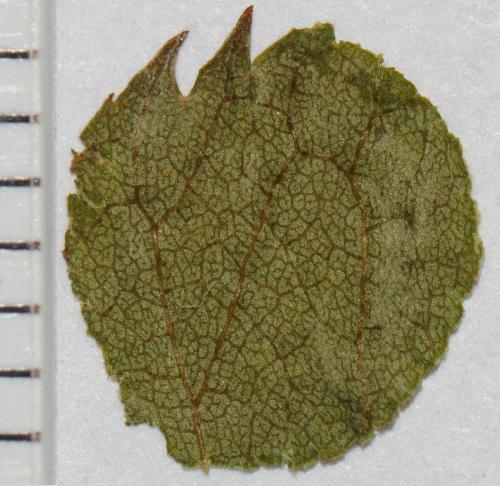 Réf. 47 812 : Megachile pyrenaea