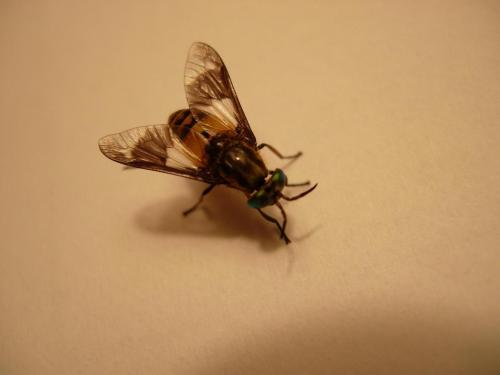 Chrysops viduatus