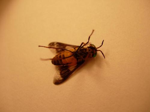Chrysops viduatus