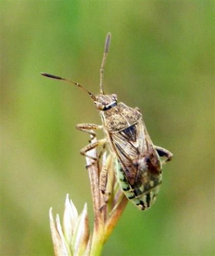 Stictopleurus sp.