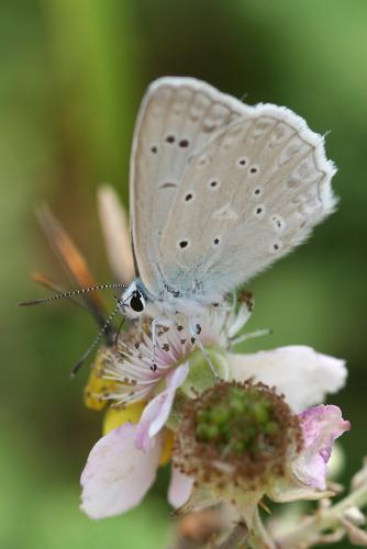 Réf. 47 182 : Polyommatus daphnis