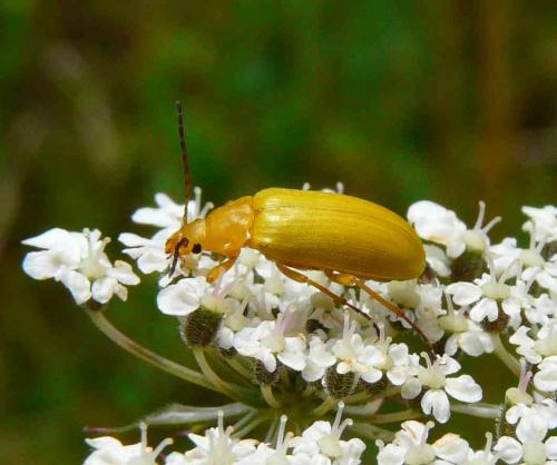 Réf. 47 492 : Cteniopus sulphureus
