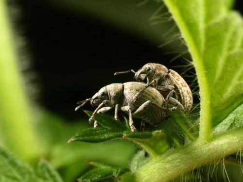 Attactagenus plumbeus