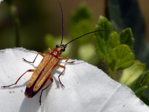 Oedemera podagrariae