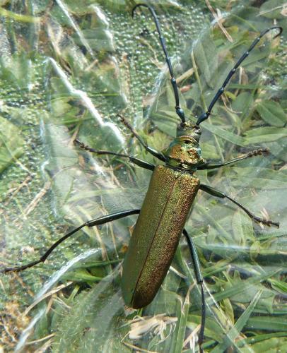 Réf. 47 407 : Aromia moschata