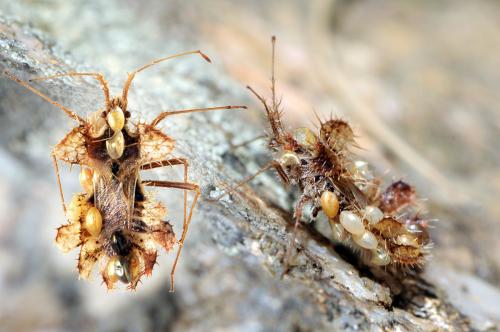Réf. 47 322 : Phyllomorpha laciniata