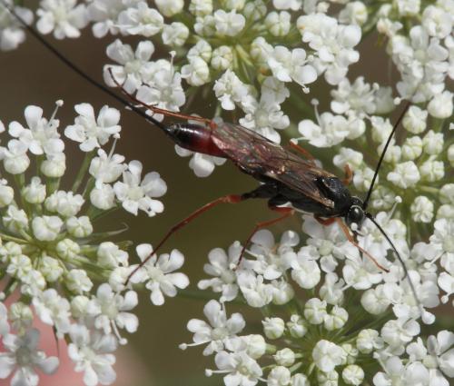 Réf. 47 134 : Lissonota sp.