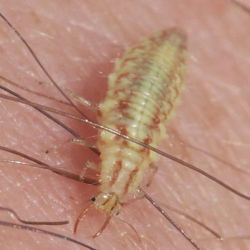 Chrysoperla sp.