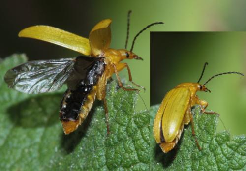 Cteniopus sulphureus