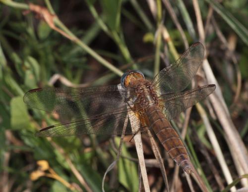 Crocothemis erythraea