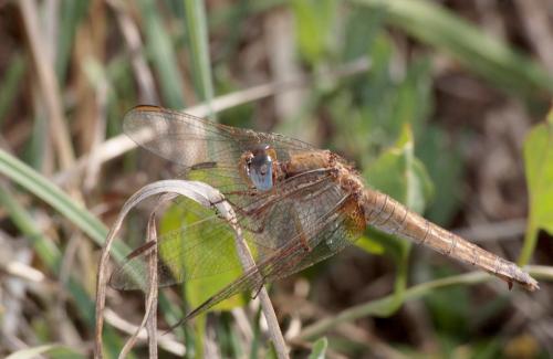 Crocothemis erythraea