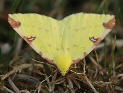 Opisthograptis luteolata