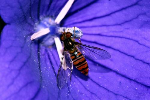 Episyrphus balteatus