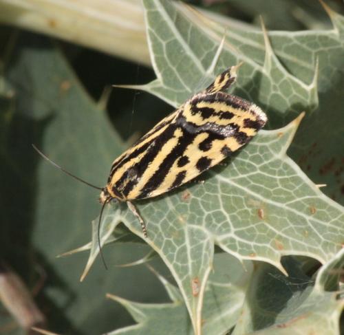 Réf. 47 466 : Acontia trabealis
