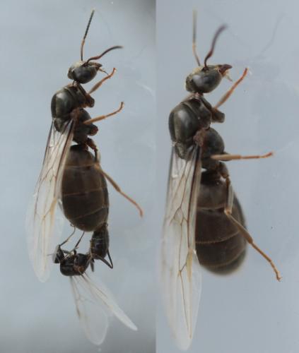 Réf. 47 665 : Lasius sp.