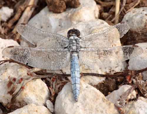 Orthetrum brunneum