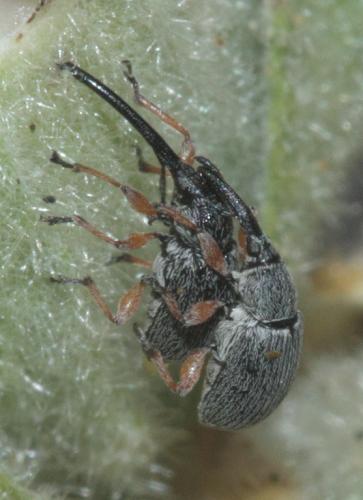 Rhopalapion longirostre