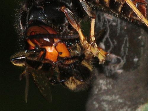 Vespa velutina