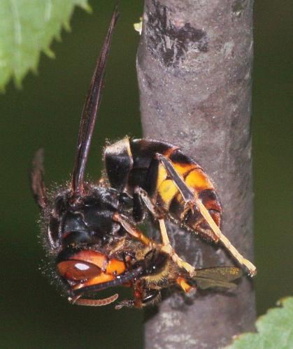 Vespa velutina