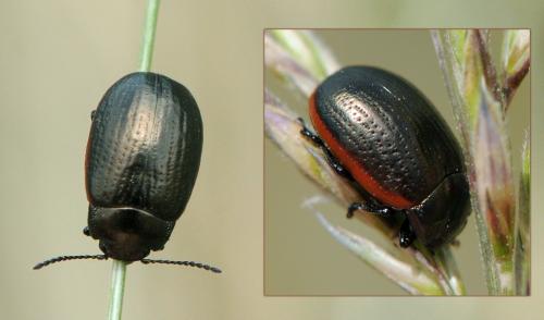 Réf. 47 885 : Chrysolina marginata