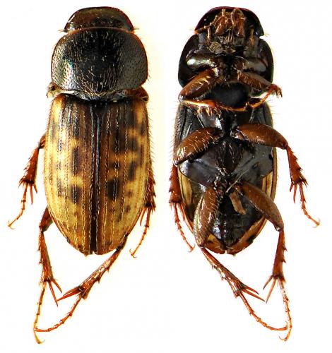 Heptaulacus testudinarius