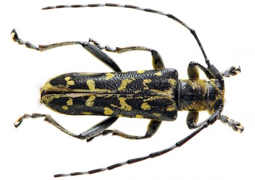 Réf. 47 874 : Saperda scalaris