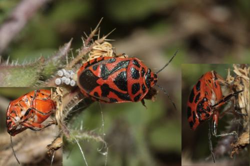 Eurydema ornata