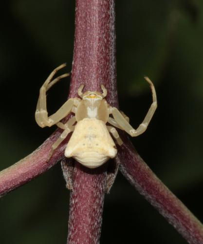 Réf. 47 827 : Thomisus onustus