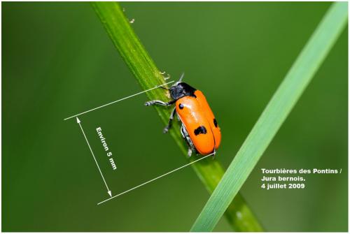 Clytra sp.