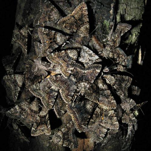 Catocala nymphagoga